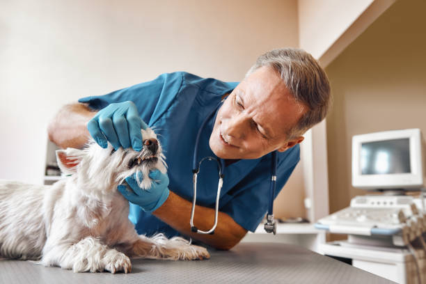 Best Emergency Denture Repair in Peabody, KS